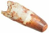 Robust, Fossil Spinosaurus Tooth - Feeding Worn Tip #363530-1